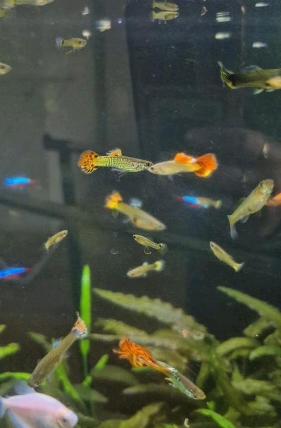 Guppy’s te koop m/v, Dieren en Toebehoren, Vissen | Aquariumvissen, Vis, Zoetwatervis, Schoolvis
