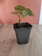 Stek stip begonia, Ophalen