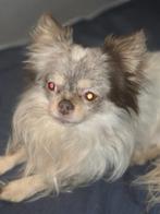 Onze Bo pomchi choco spot  zoekt een gouden mand, Dieren en Toebehoren, 6 jaar of ouder, Reu, Parvo, Eén hond