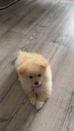 Pomeriaan puppy teefje met toebehoren ingeënt gechipt, Dieren en Toebehoren, Parvo, Particulier, Keeshond, 8 tot 15 weken