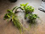 3 Anubias aquariumplanten, Ophalen of Verzenden, Zo goed als nieuw, Plant(en), Steen of Hout