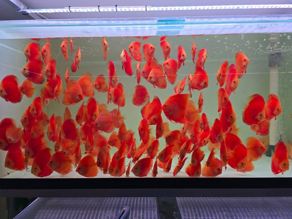 Discusvissen, Dieren en Toebehoren, Vissen | Aquariumvissen, Vis, Zoetwatervis, Schoolvis