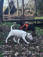 Standaard Bullterrier Pup met stamboom, Bull Terriër, Particulier, 15 weken tot 1 jaar, Buitenland