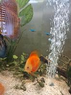 Discus vis Red Melon, Vis, Zoetwatervis, Schoolvis