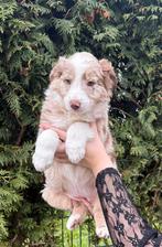 Australian Shepherd pups, Parvo, Overige rassen, 8 tot 15 weken, Meerdere dieren