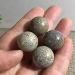 Prachtig gepolijste 100% dinosaurus bot, Verzenden, Fossiel