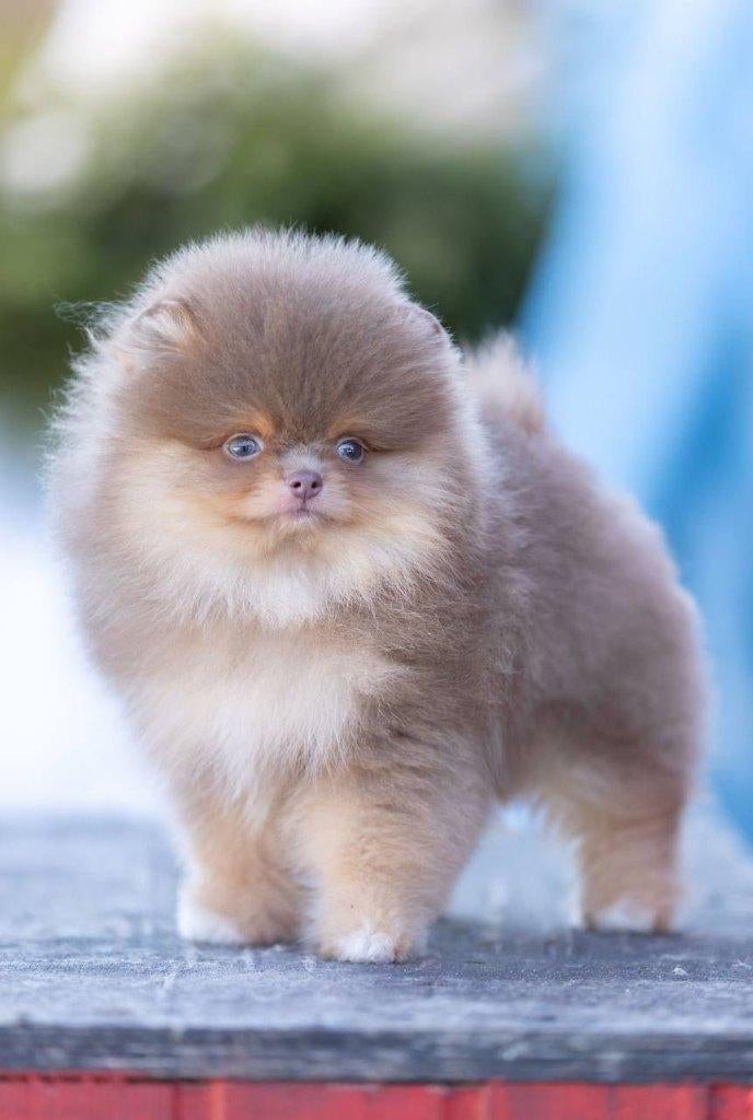 Pomeriaan pup reutje Lilac & Tan Bear type – reserveren, Keeshond, Reu, 8 tot 15 weken, Buitenland