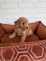 Abrikoos poedel pups, toy x dwerg, Dieren en Toebehoren, Poedel, Parvo, Nederland, 8 tot 15 weken