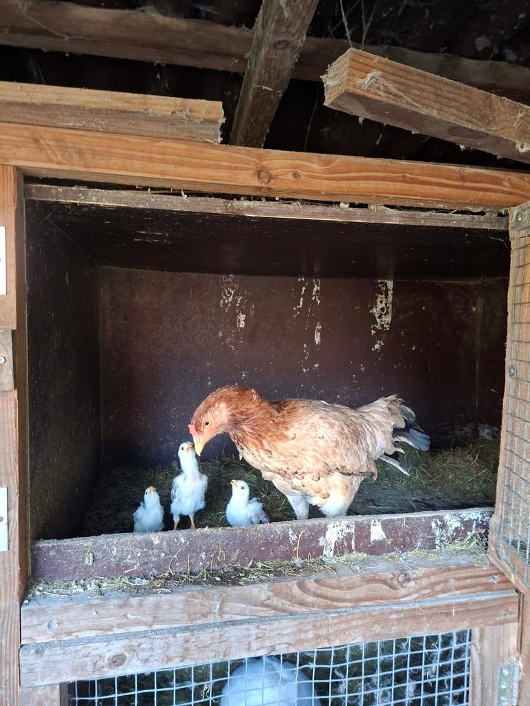 Shamo hen met drie kuikens, Dieren en Toebehoren, Meerdere dieren, Kip