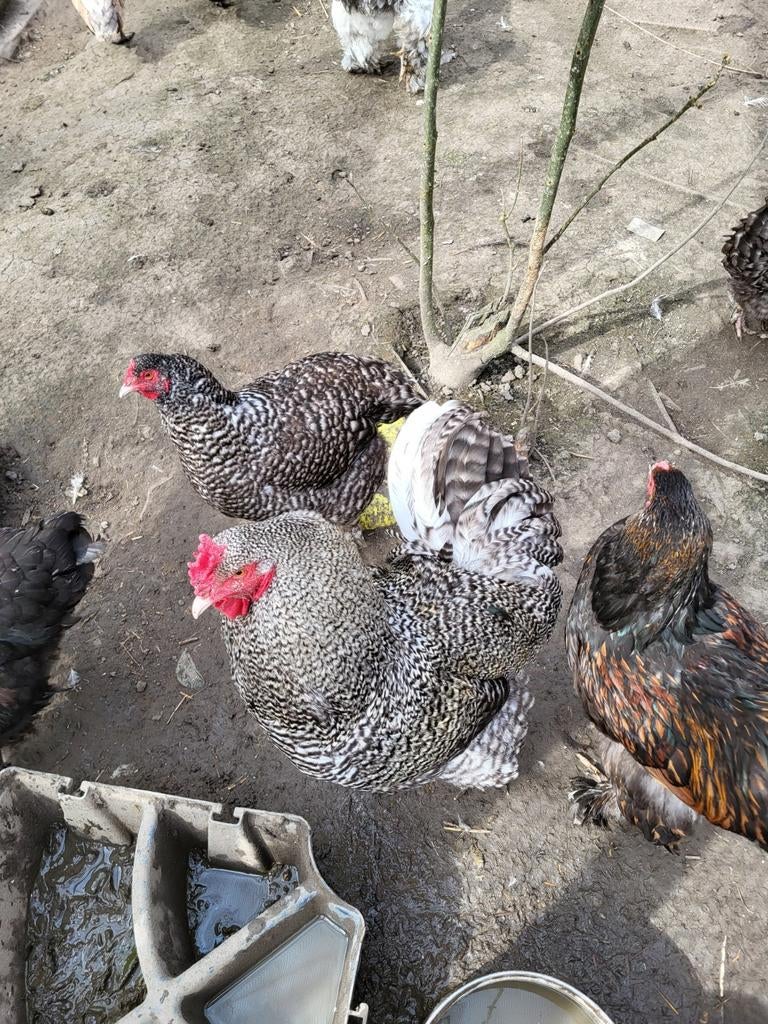 Paartje brahma's, Dieren en Toebehoren, Pluimvee, Meerdere dieren, Kip