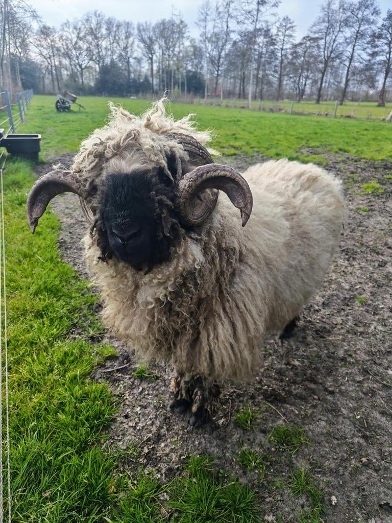 Walliser Schwarznase Ram, Dieren en Toebehoren, Schapen, Geiten en Varkens, Mannelijk, Schaap, 3 tot 5 jaar