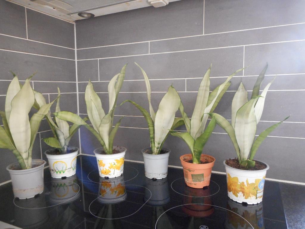 sanseveria lucht zuiverende plant, Overige soorten, In pot, Minder dan 100 cm, Groene kamerplant