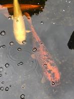 Koi karpers en Goudwinden, Karper of Koi