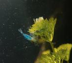 Blue Jelly Garnalen Neocaridina, Dieren en Toebehoren, Kreeft, Krab of Garnaal, Zoetwatervis