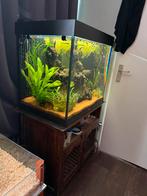 Aquarium Juwel Lido 200 zwart, Ophalen, Zo goed als nieuw, Gevuld zoetwateraquarium