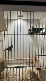 Koppel blauwkop fazanten heb ik over, Dieren en Toebehoren, Vogels | Overige Vogels, Meerdere dieren, Tropenvogel, Geringd