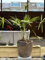 Trachycarpus fortunei (Chinese waaierpalm), Tuin en Terras, Planten | Bomen, Minder dan 100 cm, Zomer, Palmboom, Ophalen