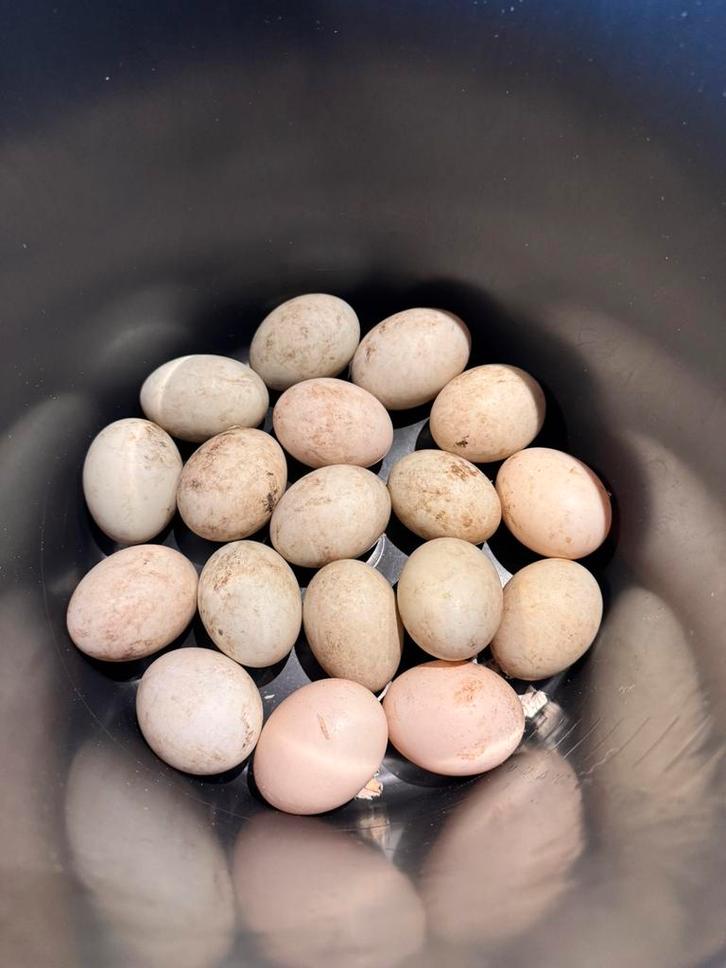 Raszuivere loopeend eieren, Dieren en Toebehoren, Pluimvee, Eend, Geslacht onbekend