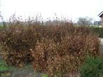 De Beukenhaag ( Fagus sylvatica ), Ophalen, Beukenhaag, Haag, Minder dan 100 cm