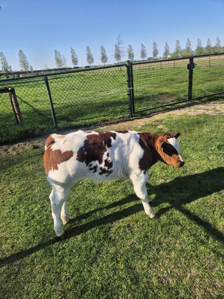 Vaars met stierkalf, Dieren en Toebehoren, Runderen, Mannelijk