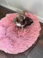 Prachtige kortharige chihuahua pups, Parvo, 8 tot 15 weken, Meerdere, Meerdere dieren