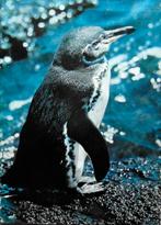 Zoo-Galapagos,, Overige merken, Europa, Ophalen of Verzenden, Zo goed als nieuw