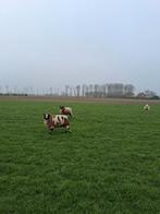 Bonte luxe ooien, Dieren en Toebehoren, Schapen, Geiten en Varkens, Vrouwelijk, Schaap, 0 tot 2 jaar