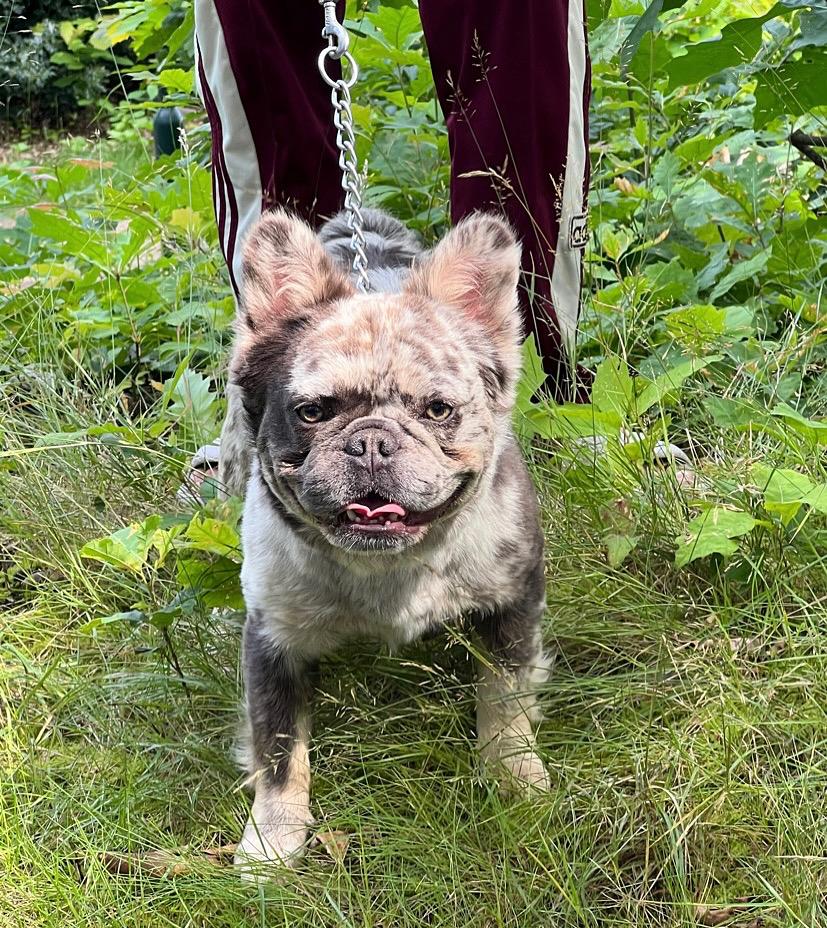 Fluffy Franse Bulldog ter herplaatsing, Parvo, Reu, 1 tot 2 jaar, Bulldog