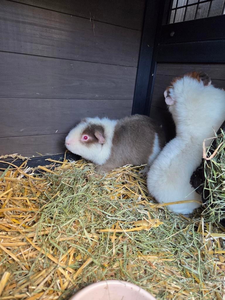 2 cavia US teddy beertjes, Dieren en Toebehoren, April, Mannelijk, Cavia