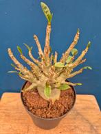 Adenium Baobab p12 (3), Ophalen of Verzenden, Halfschaduw, Minder dan 100 cm