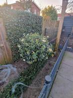 Wintergroene Sneeuwbal (Viburnum tinus) 5maal, Tuin en Terras, Planten | Tuinplanten, Vaste plant, Halfschaduw, Winter, Ophalen