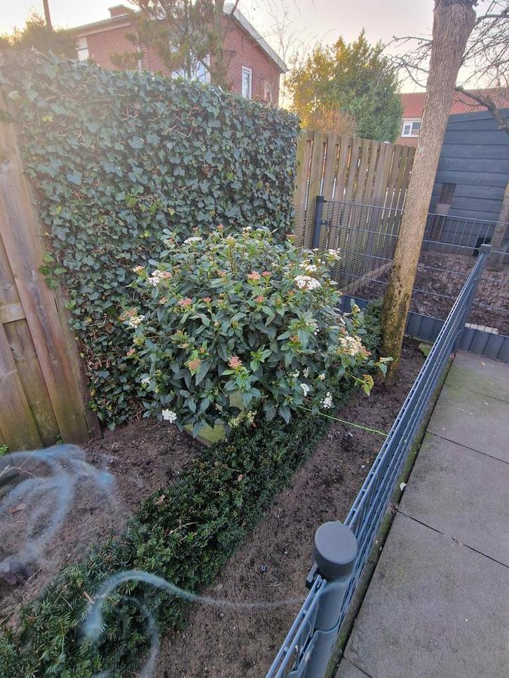 Wintergroene Sneeuwbal (Viburnum tinus) 5maal, Tuin en Terras, Planten | Tuinplanten, Vaste plant, Overige soorten, Halfschaduw