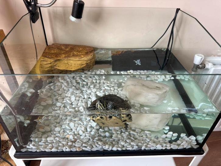 Waterschildpad inclusief toebehoren