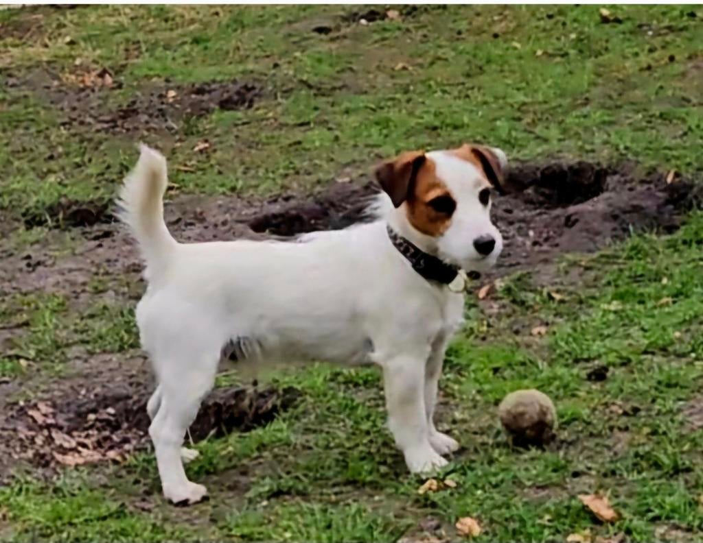 Ter dekking. Broken Coat Jack Russel Reu met stamboom, Dieren en Toebehoren, Honden | Dekreuen, Reu, Eén hond, 3 tot 5 jaar, Nederland