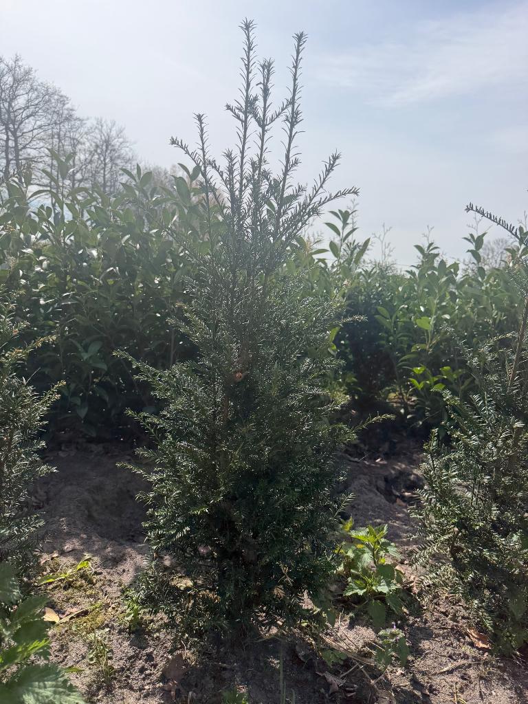 Taxus baccata 100-120 cm hoog, Ophalen, Taxus, Haag, 100 tot 250 cm