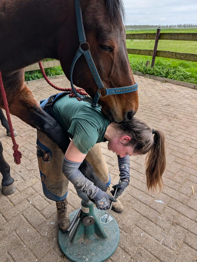 Bekapper / hoefverzorger aangeboden, Verzorging of Verzorgpony's