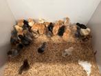Orpington groot kuikens, Dieren en Toebehoren, Pluimvee, Meerdere dieren, Kip