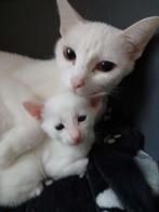 Oosterse korthaar X, Meerdere dieren, 0 tot 2 jaar