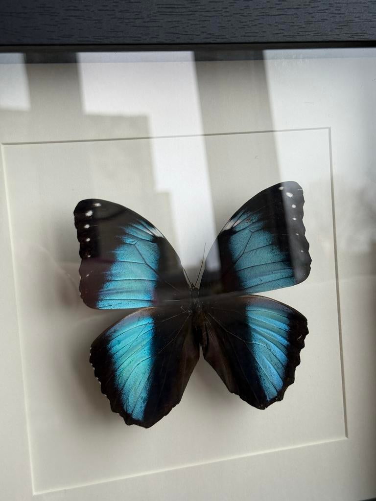 Vlinder in lijst - Decoratieve wanddecoratie, Ophalen of Verzenden