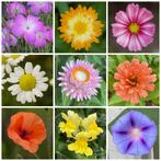 Mooie bloemzaden te koop, ruim 80 soorten, incl inheems!, Ophalen of Verzenden, Voorjaar, Volle zon, Zaad
