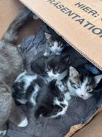 Kitten te koop, Kater, 0 tot 2 jaar
