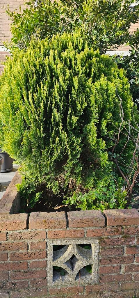 Levensboom, Ophalen, Conifeer, 100 tot 250 cm