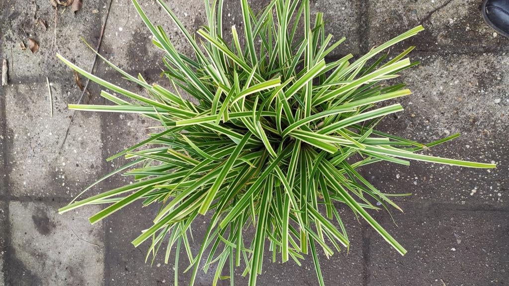 Carex morrowii variegata, Ophalen, Siergrassen, Halfschaduw