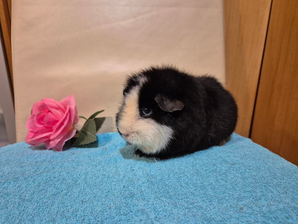 2 mooie lieve US TEDDY cavia zeugjes, Dieren en Toebehoren, Cavia, Vrouwelijk, Mei, Tam