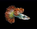 guppen Red Dragon Snakeskin Dumbo en Green blue moscow, Vis, Zoetwatervis
