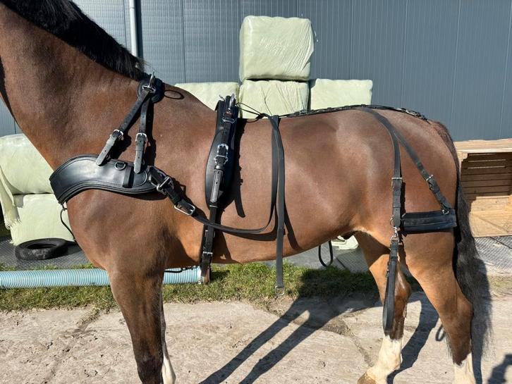 Compleet Zilco enkelspantuig, Dieren en Toebehoren, Paarden en Pony's | Hoofdstellen en Tuigage, Ophalen
