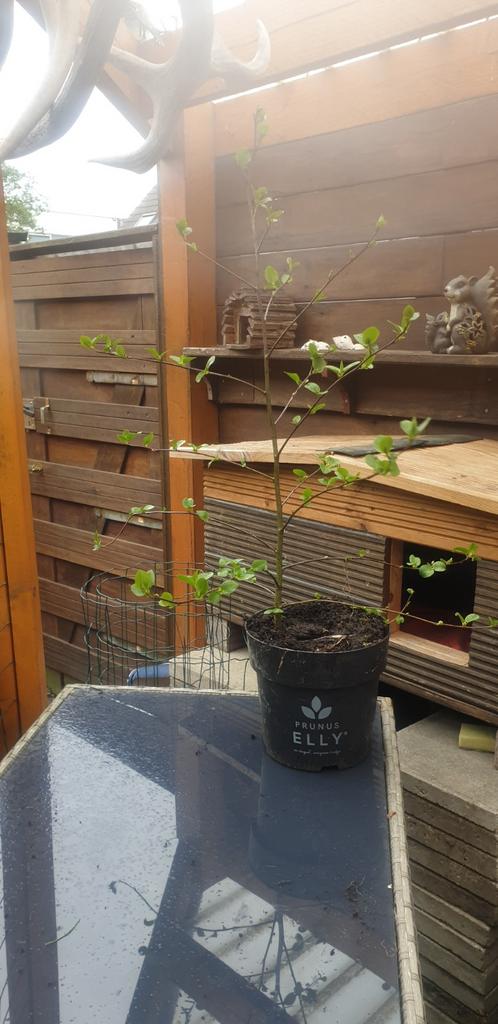 Berken boompjes, Tuin en Terras, Planten | Bomen, Ophalen of Verzenden, Bloeit niet, Overige soorten, 100 tot 250 cm