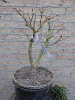 Bonsai: Acer palm. 'Otto Hime", Tuin en Terras, Planten | Bomen, Ophalen, Bloeit niet, Halfschaduw, Overige soorten
