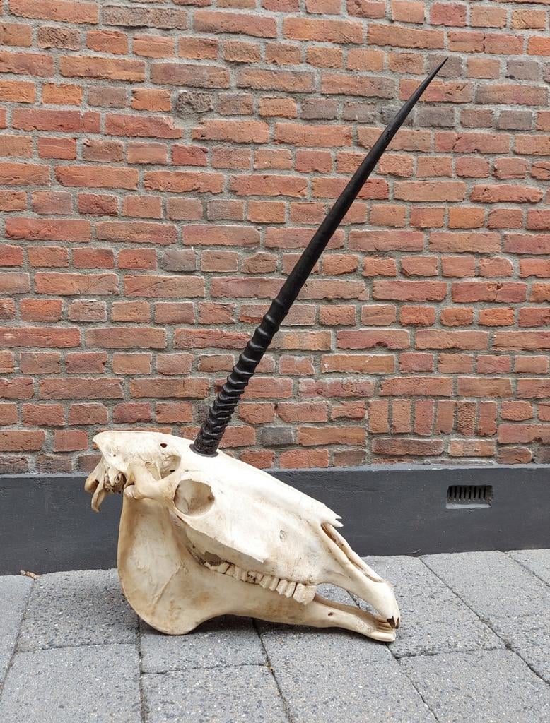 Schedel eenhoorn skull unicorn paard gothic opgezette hert, Verzamelen, Dierenverzamelingen, Ophalen, Paard, Schedel