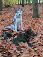 Lieve prachtige! Pomsky teefje, Dieren en Toebehoren, 15 weken tot 1 jaar, Overige rassen, Teef, Eén hond